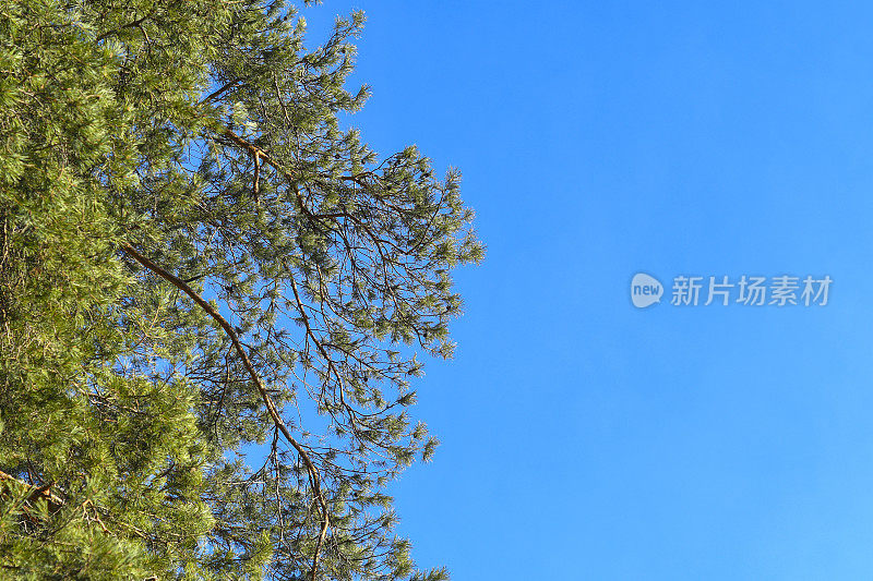 蓝天衬托下的松树。鼓舞人心的夏天背景与针叶树与空白空间的信息。
