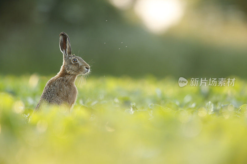 欧洲兔-欧洲棕色野兔