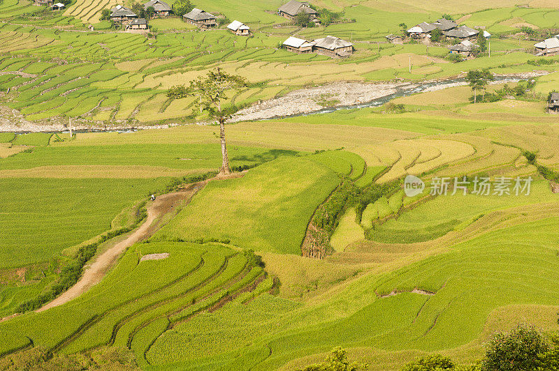 越南水稻梯田在收获季节。