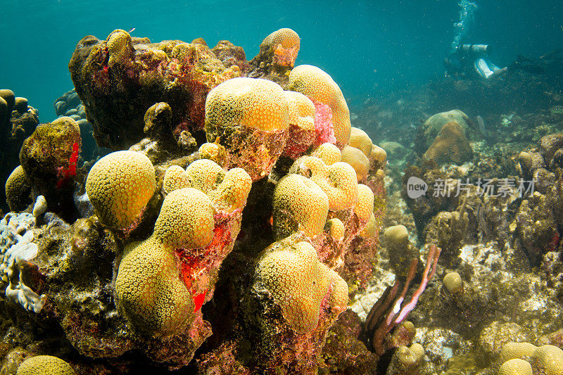 彩色珊瑚和水肺潜水员