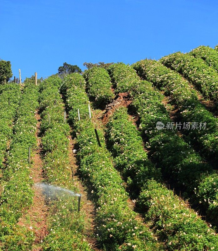 山上的浇水花种植园