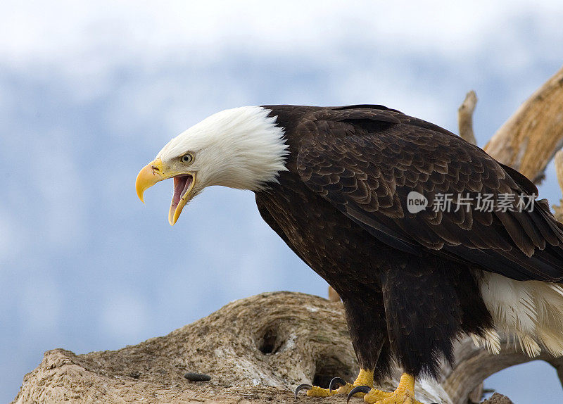 阿拉斯加，秃鹰在呼唤