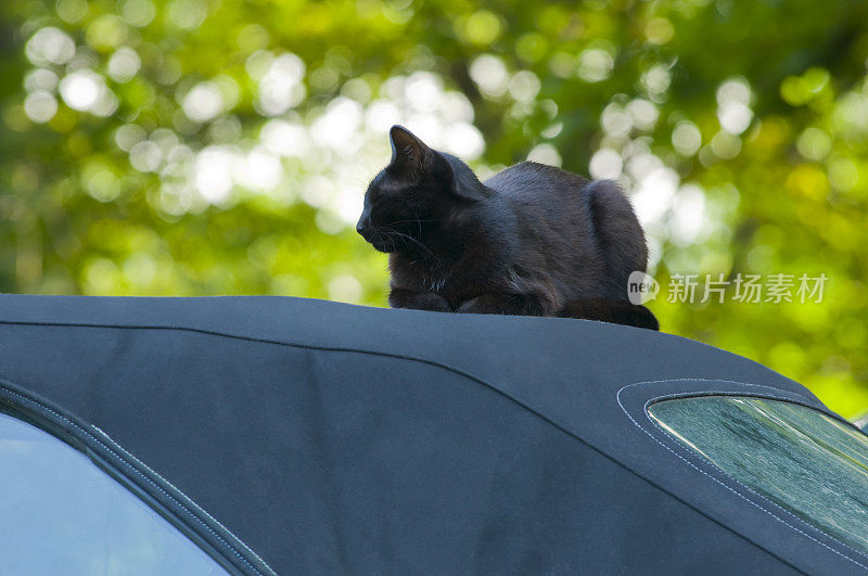 黑猫坐在敞篷车上