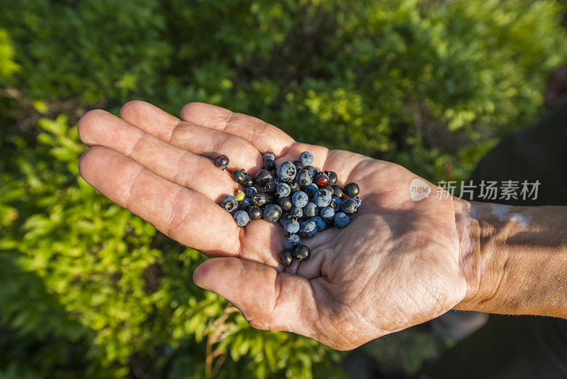 满手野生采摘的蓝莓