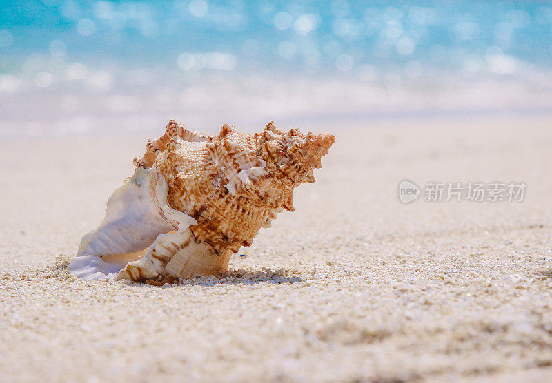 马尔代夫海滩上的贝壳
