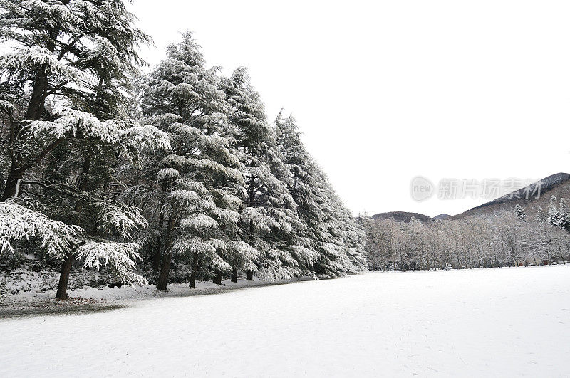 冷杉树在未被触及的雪