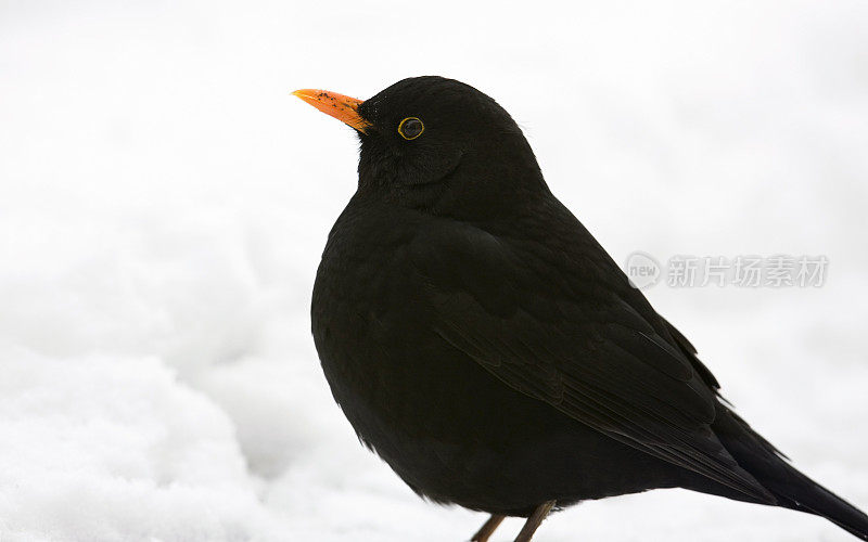 雪中的黑鸟