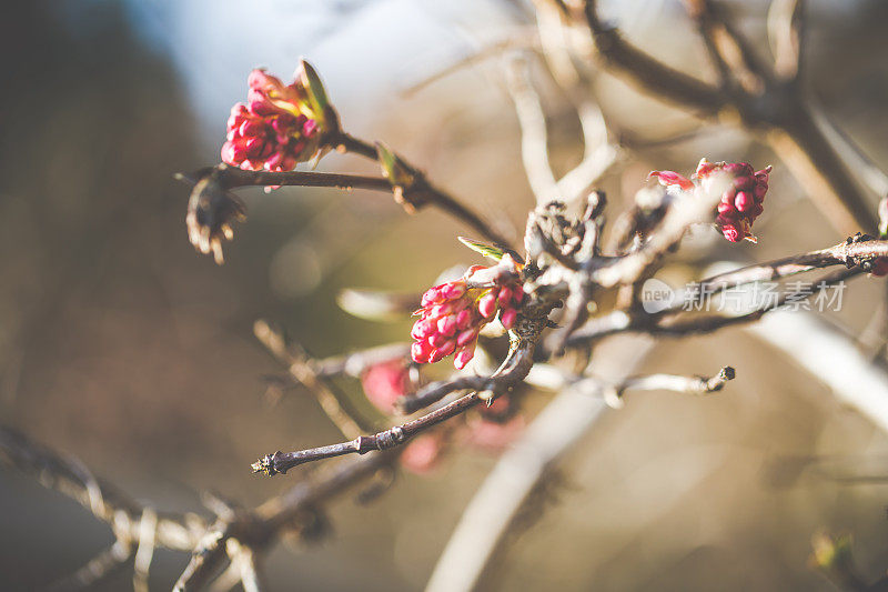 盛开的冬雪树在春天的一个阳光明媚的日子