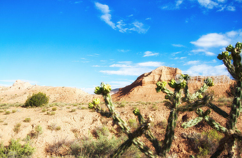 新墨西哥州西南沙漠景观;仙人掌仙人掌