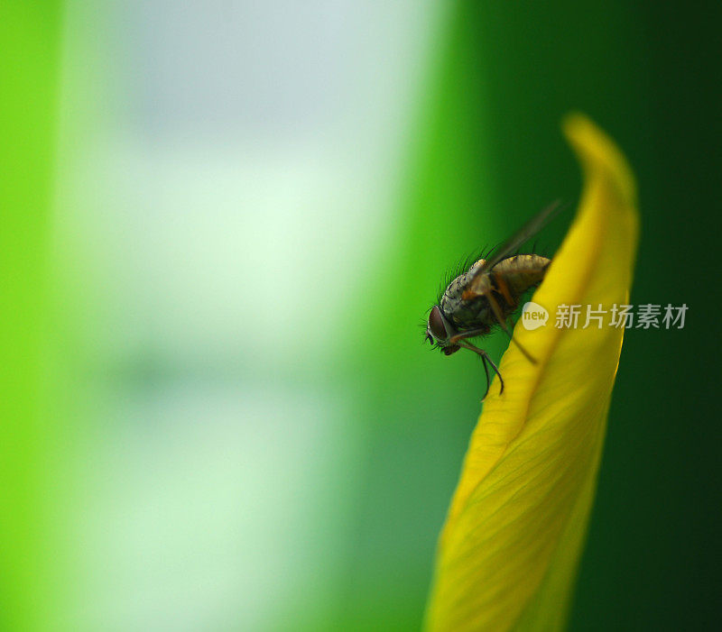 寄蝇在鸢尾花蕾上。