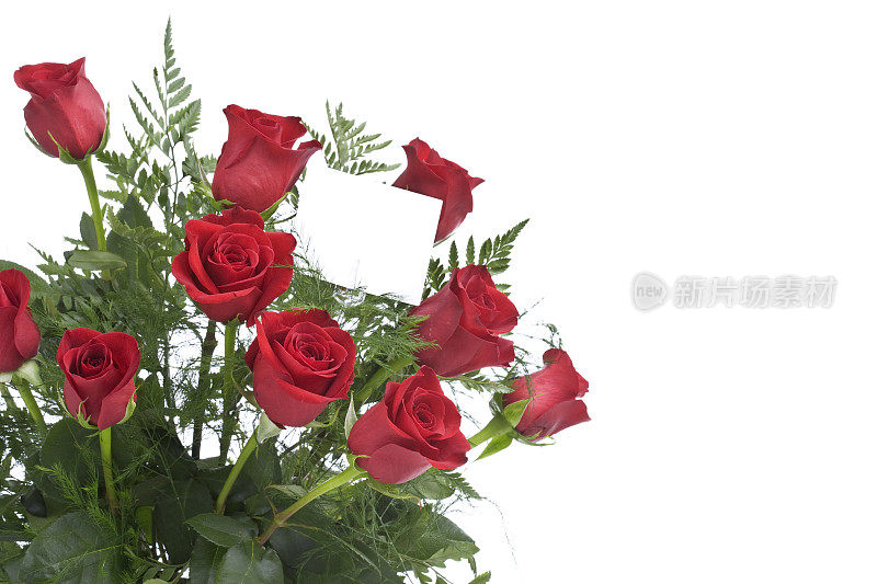 红玫瑰(XL)