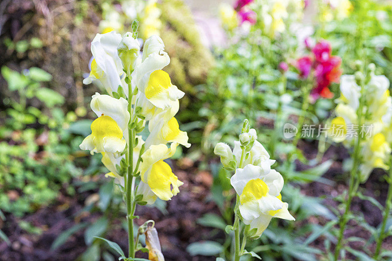 Snapdragon小老头