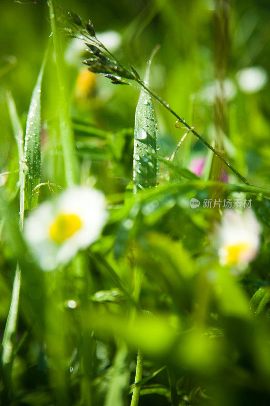 草与雨滴