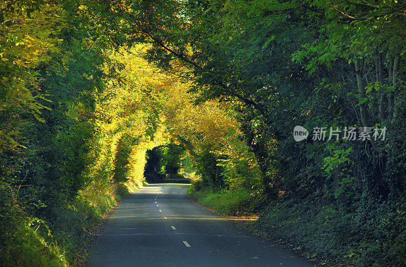 绿色隧道-爱尔兰路