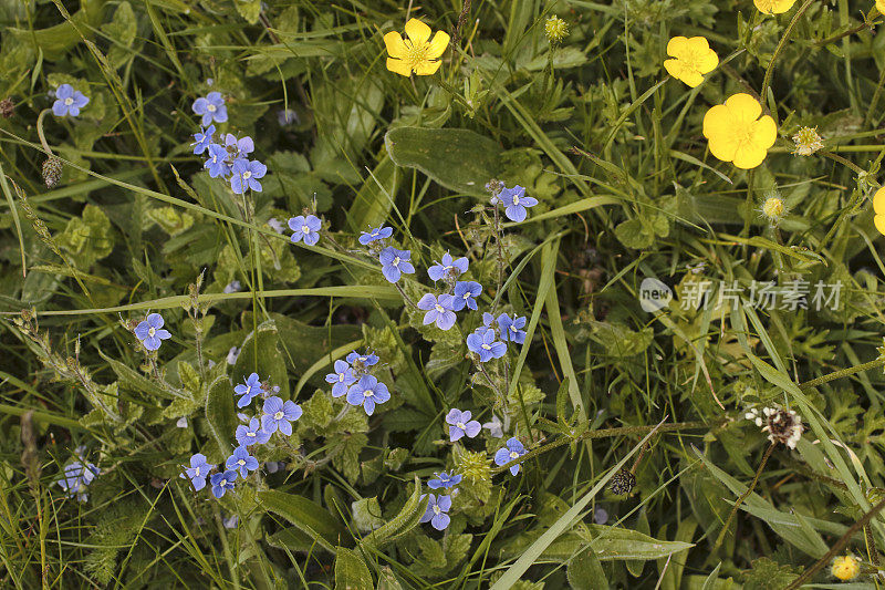 蓝色的野花细长地盛开在英国草地上黄色的毛茛旁