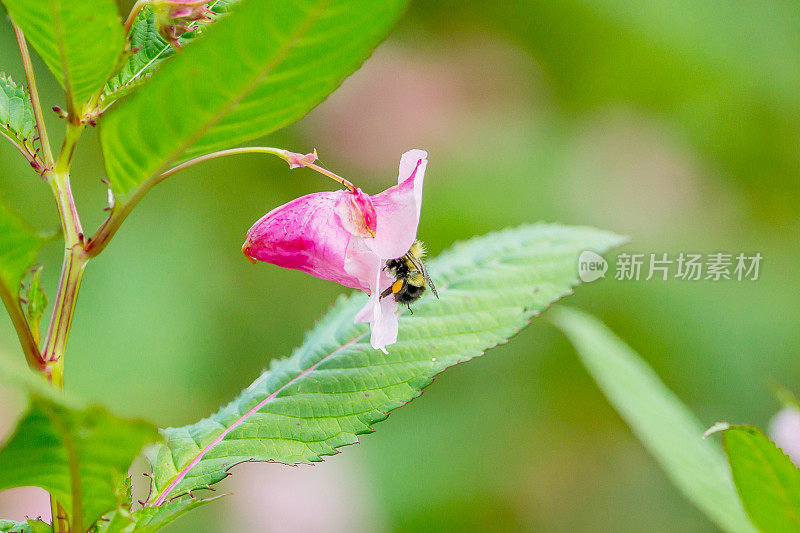 蜜蜂在不耐烦的花中