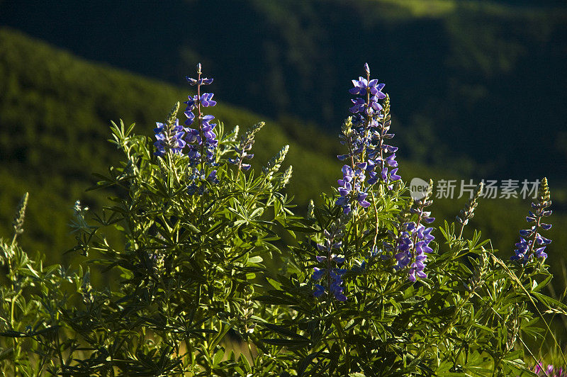 高山羽扇豆野花在草地上