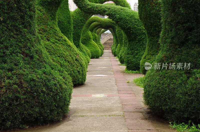 雕刻在城市广场上的常青树