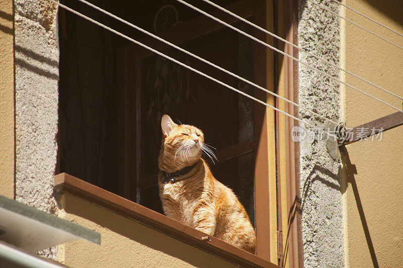 窗台上的猫