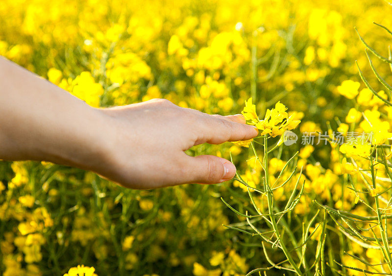 黄色油菜花