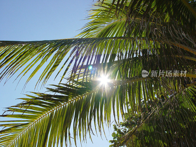 阳光透过棕榈树