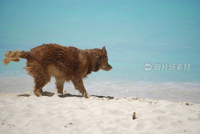 狗抖掉沙子。