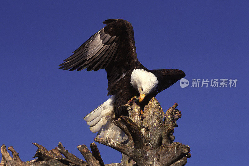 白头鹰吃鱼(蓝色孤立)