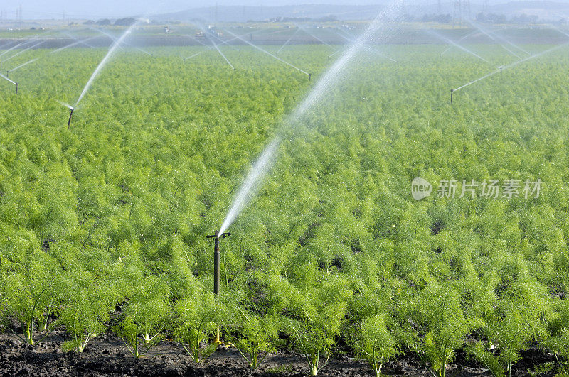 在沿海农场，一排排的茴香正在浇水