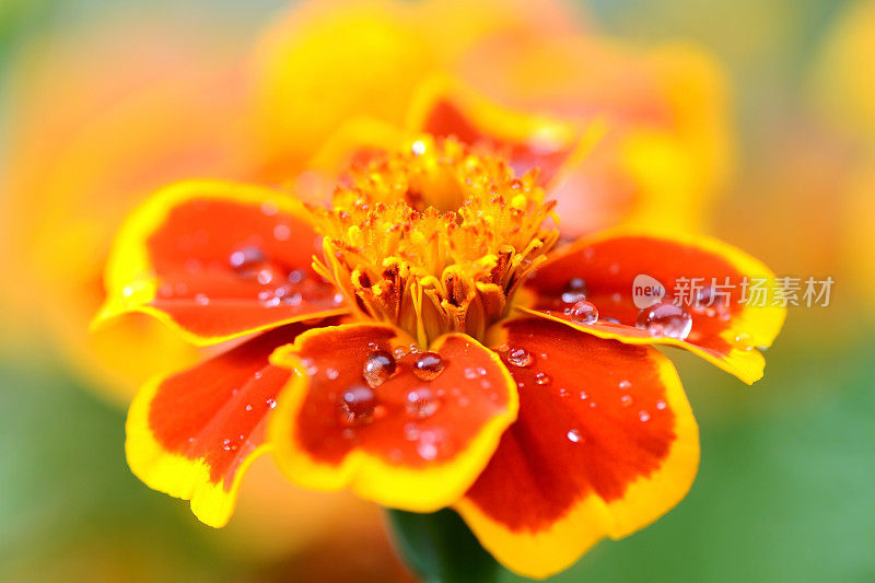 非洲万寿菊花与水滴