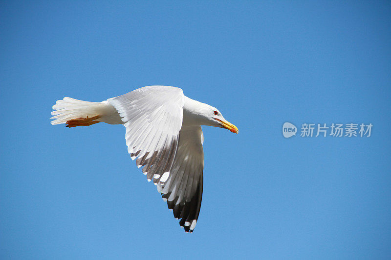 天空中有海鸥