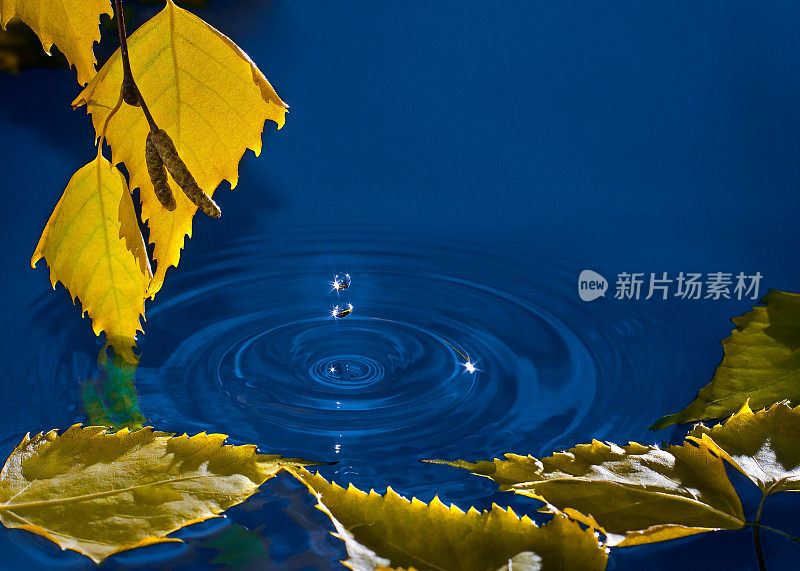 白桦树的叶子在水面上泛起阵阵雨滴
