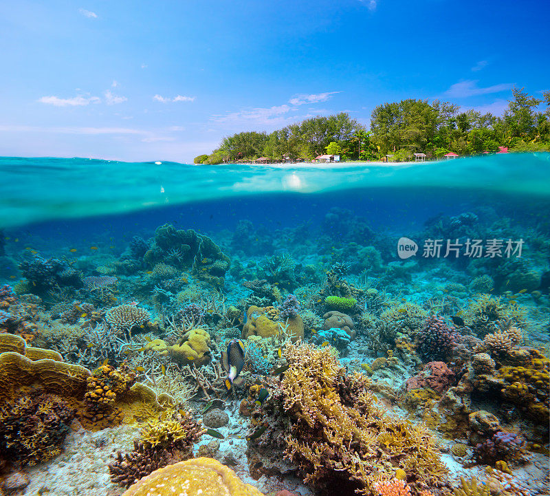 印度尼西亚梅诺岛的热带海滩，水下和水下。