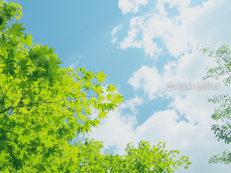 新鲜的绿叶和天空