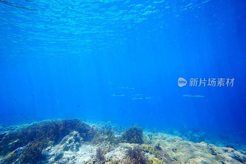 水下阳光场景珊瑚礁