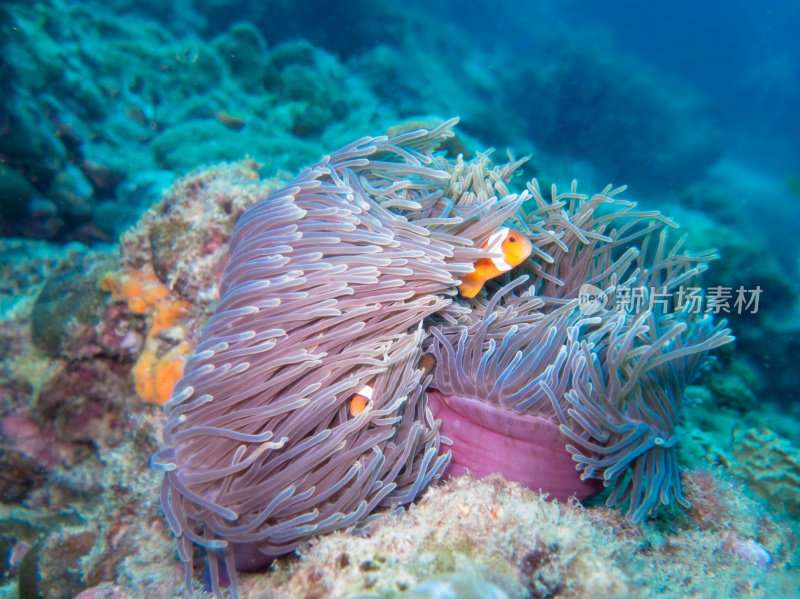 华丽的海葵共生关系小丑鱼生态系统
