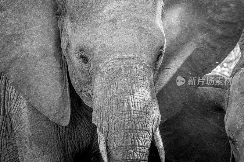 在黑色和白色的大象头的特写。