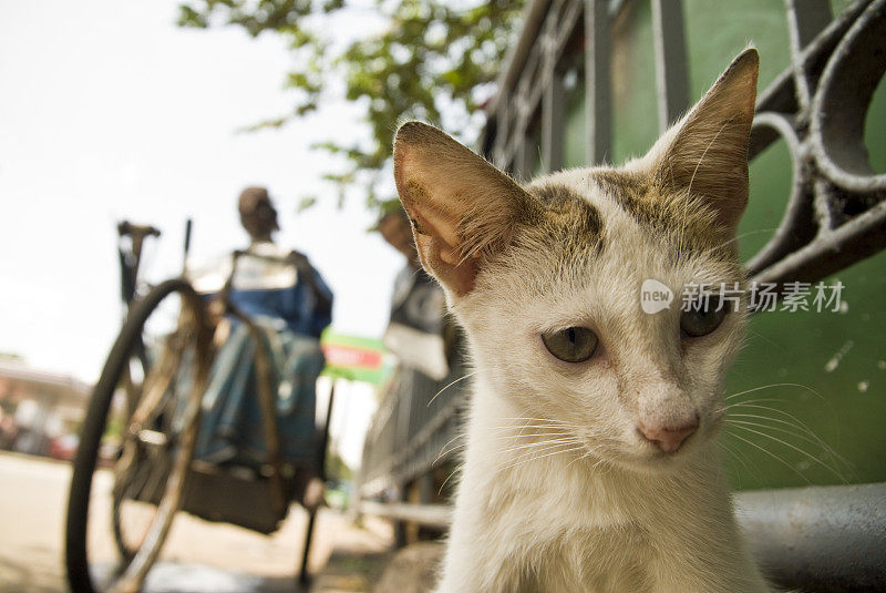 流浪的小猫