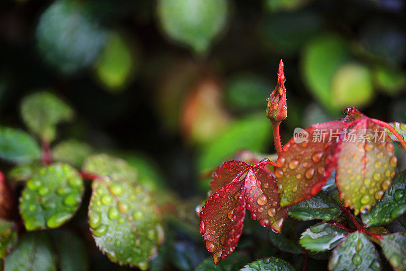 玫瑰花蕾雨点叶子拷贝空间