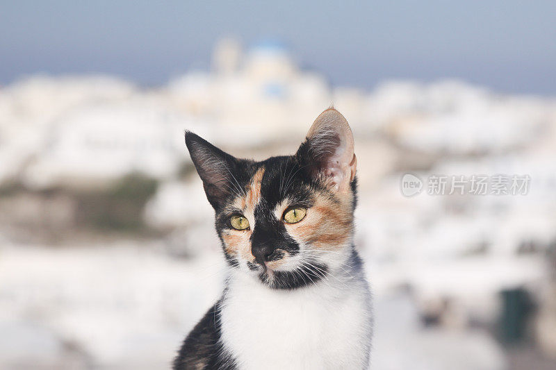 希腊圣托里尼岛的流浪猫