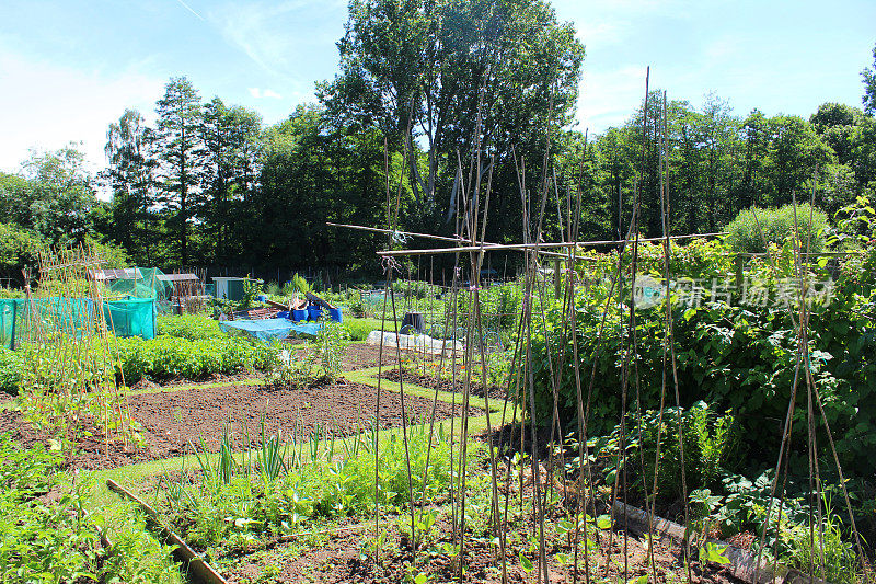 分配菜园，菜豆植物，棚屋竹藤，农作物