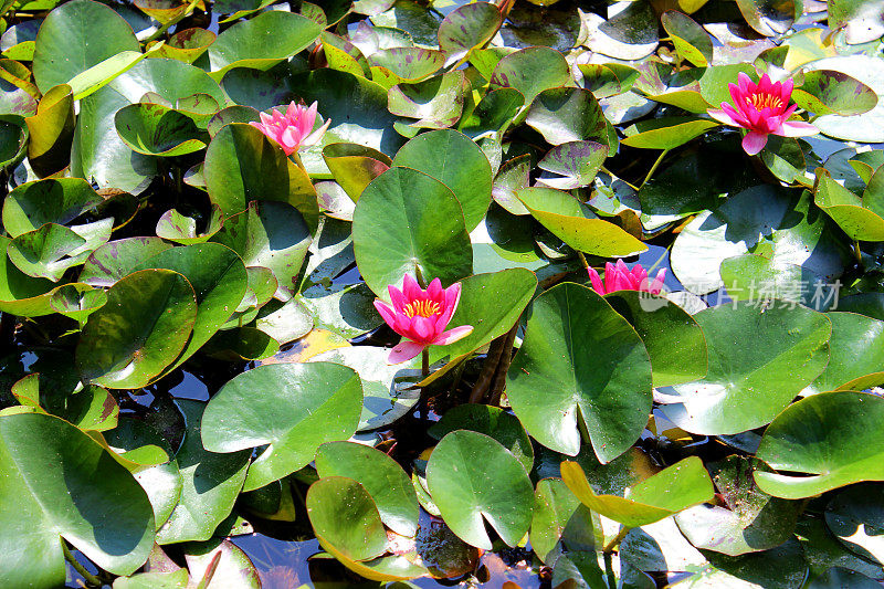 粉色的睡莲花，睡莲，花园池塘