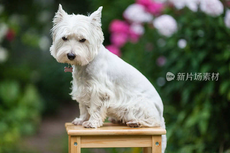 可爱的westie狗