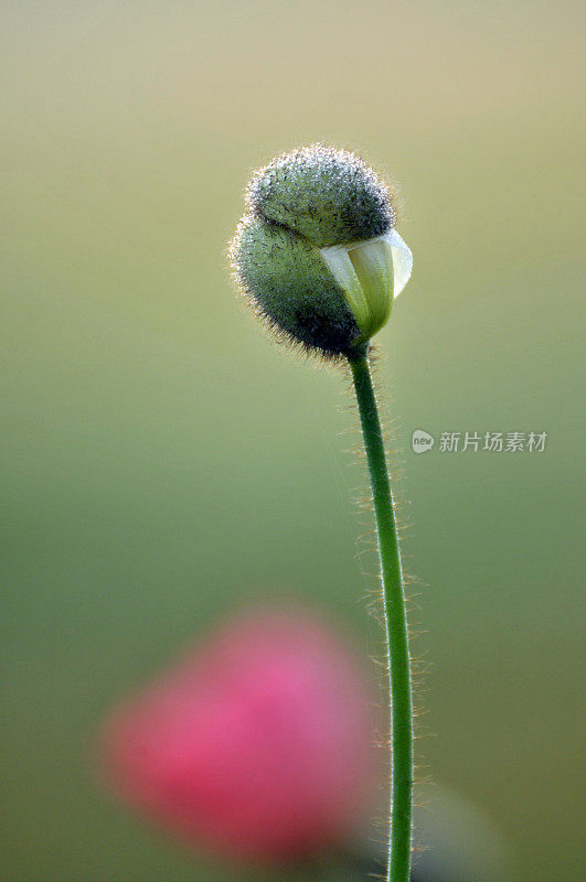 罂粟花蕾