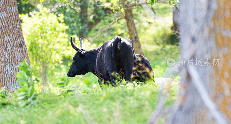 黑色的长角牛
