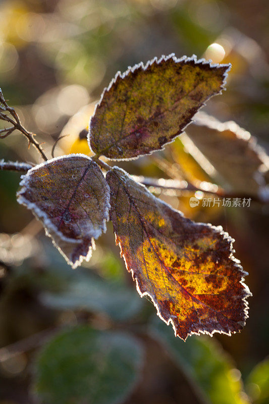 秋天五颜六色的叶子在日出时被霜覆盖。