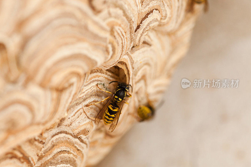 黄蜂的巢