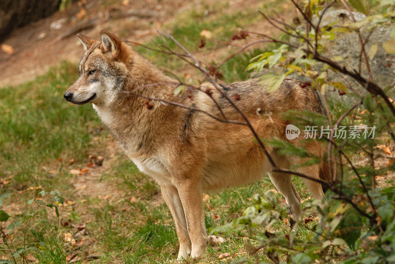 灰太狼