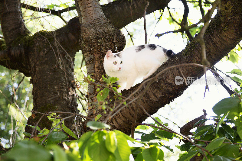 一只白猫正在爬树