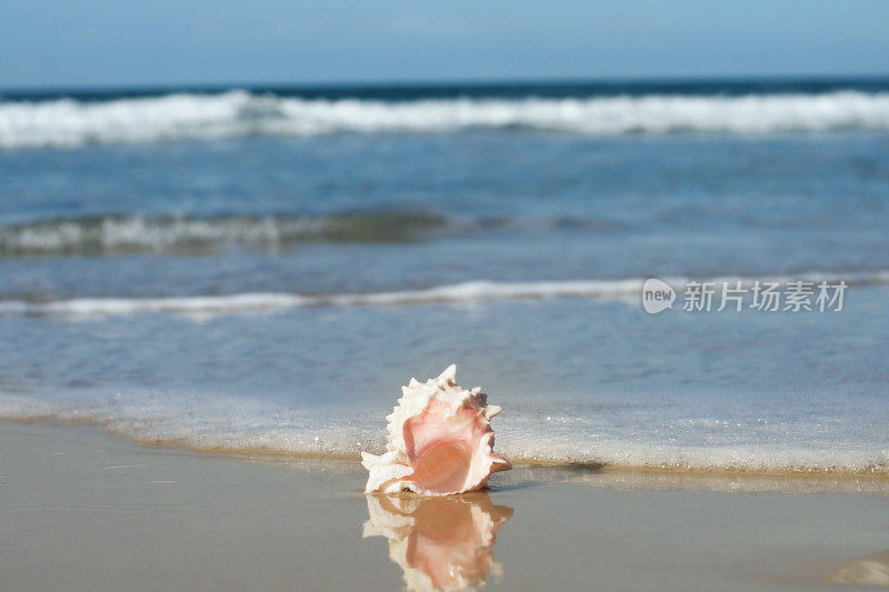 海螺在水边壳