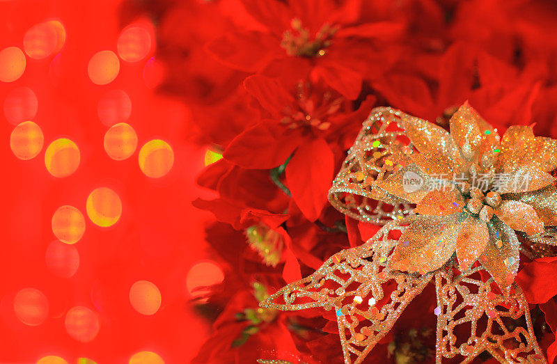 红色背景的圣诞一品红、蝴蝶结和散焦灯(P)